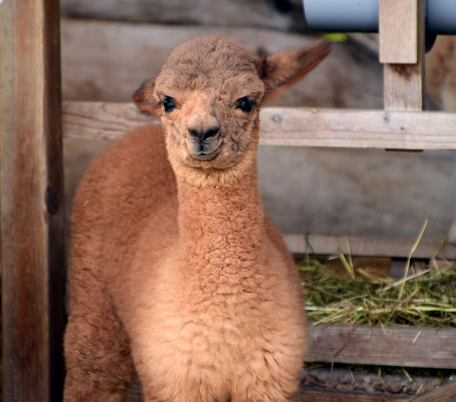 Nikon D3300 sample photo. Alpaca, head, animal photography