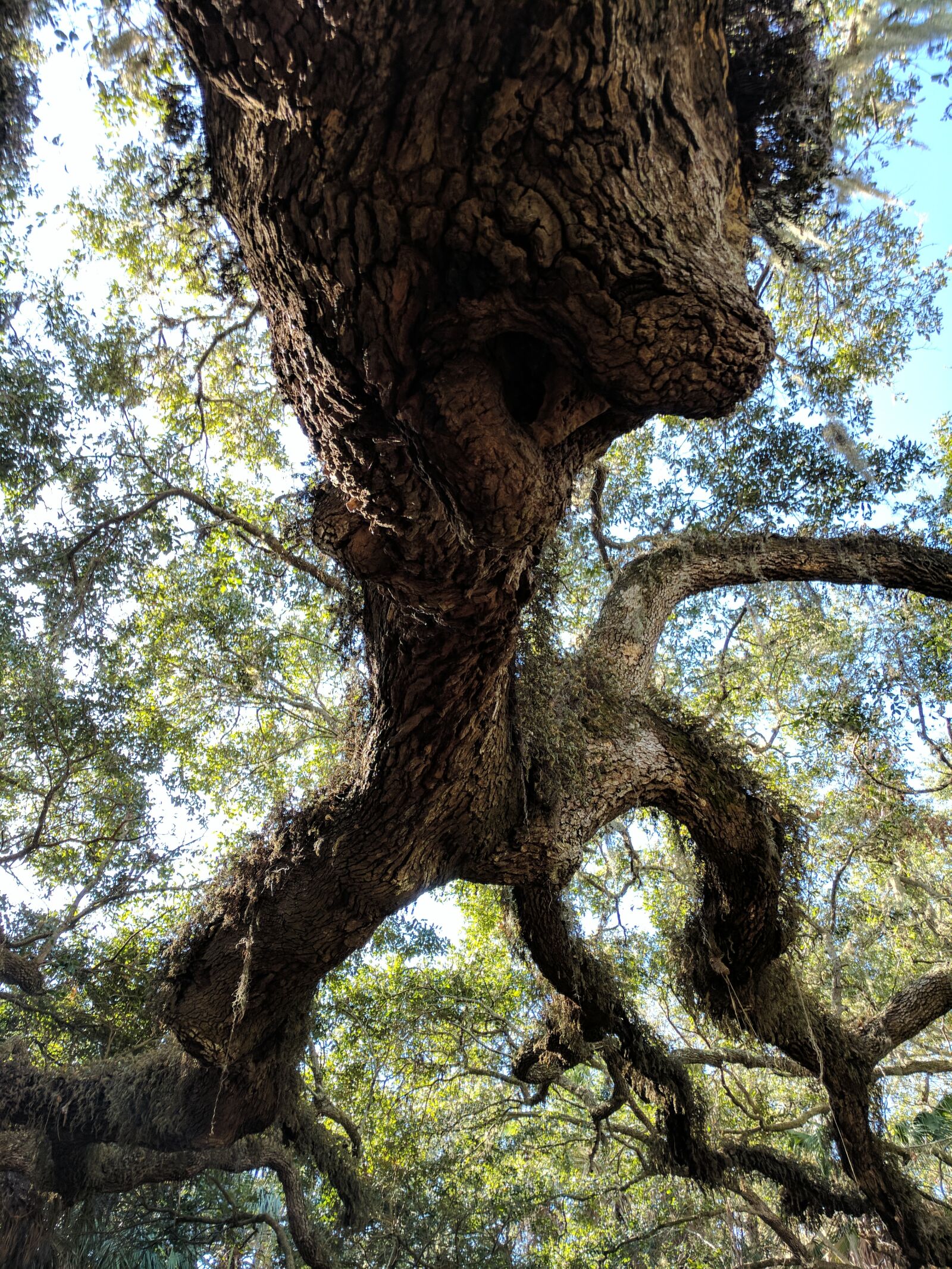 Google Pixel sample photo. Moss, trees photography