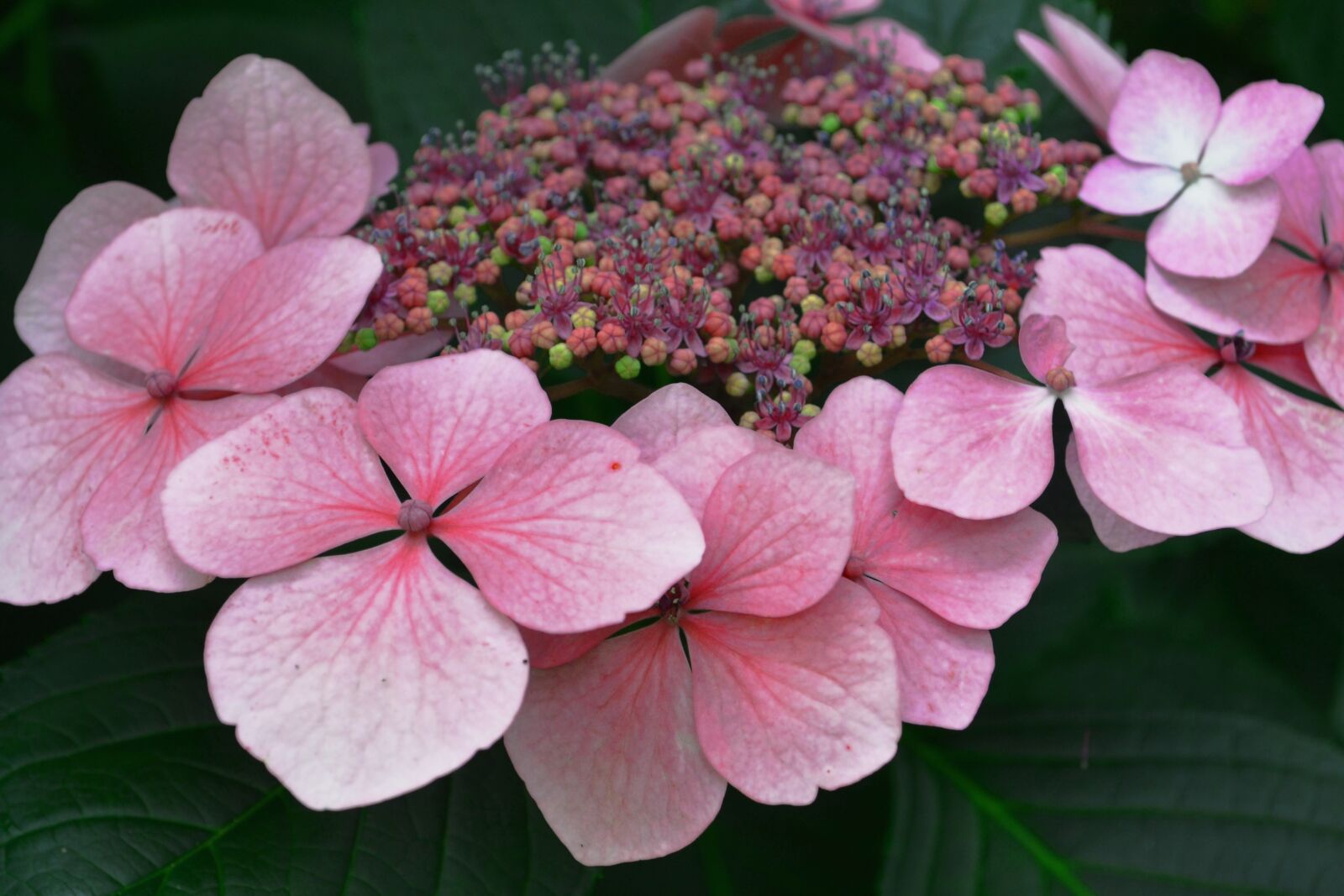 Nikon D3100 sample photo. Flowers, pink, garden photography