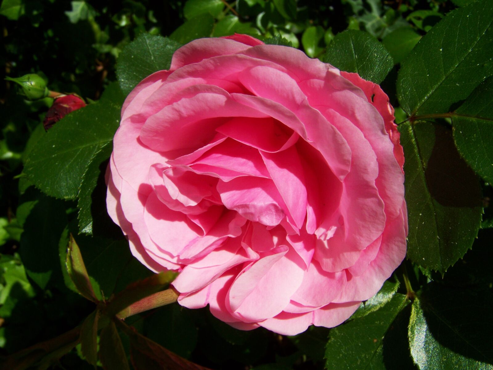 Kodak EASYSHARE ZD710 ZOOM DIGITAL CAMERA sample photo. Rose, pink flower, garden photography