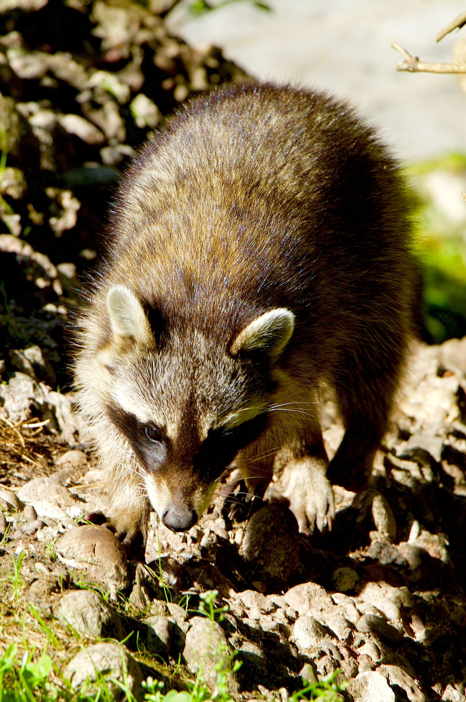 Canon EOS 70D sample photo. Nature, animals, bear photography