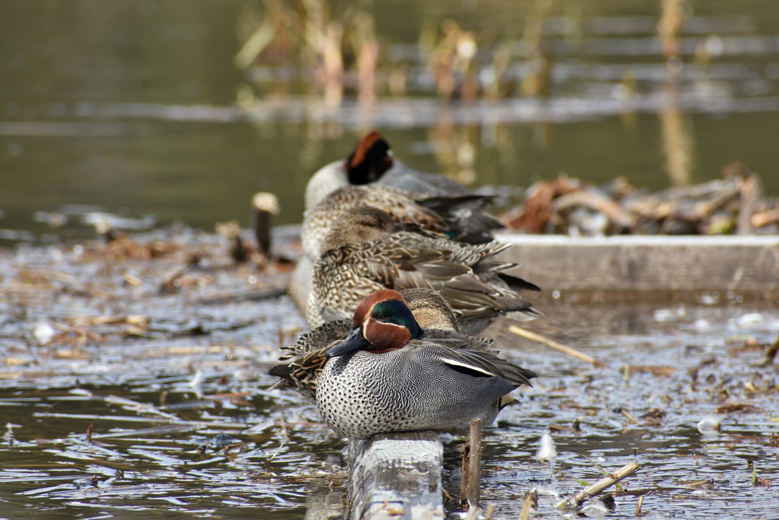 Nikon D7200 sample photo. Animal, lake, waterside photography