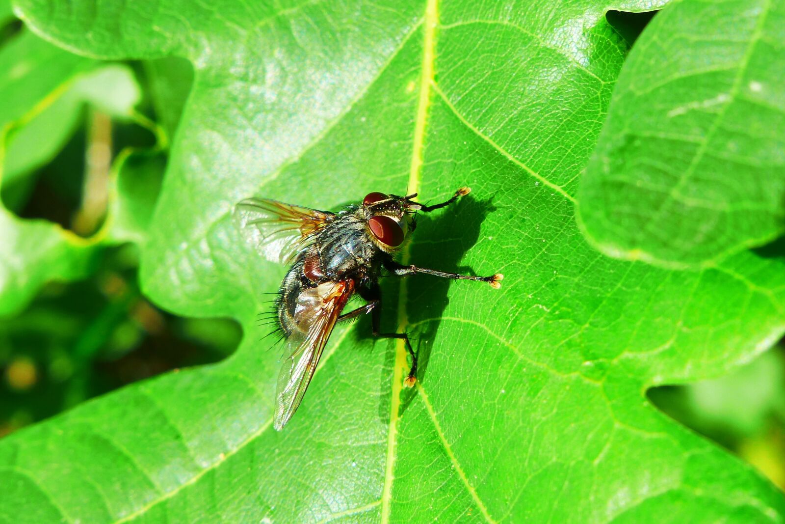 Panasonic Lumix DMC-FZ200 sample photo. Animals, invertebrates, insect photography