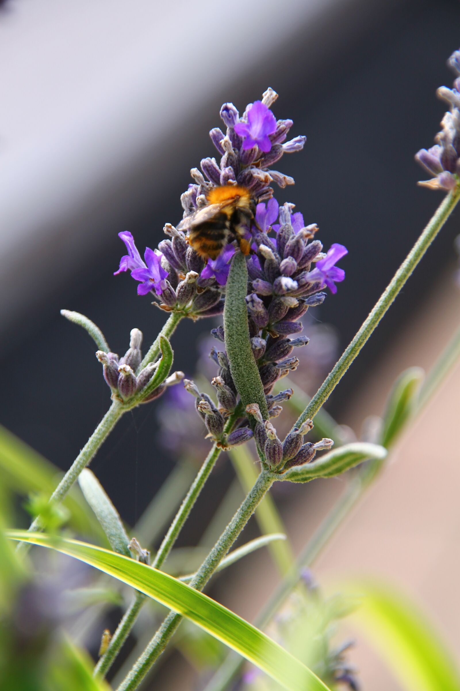 Canon EOS 1100D (EOS Rebel T3 / EOS Kiss X50) sample photo. Terrace, flower, bee photography