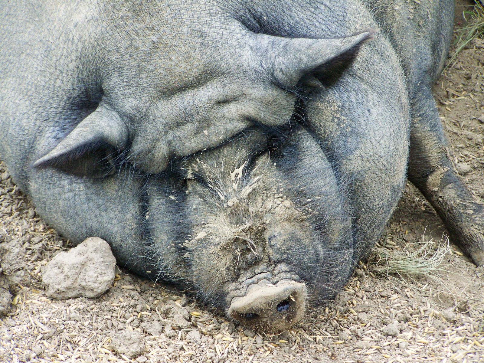 Kodak EASYSHARE ZD710 ZOOM DIGITAL CAMERA sample photo. Pig, fat pig, domestic photography