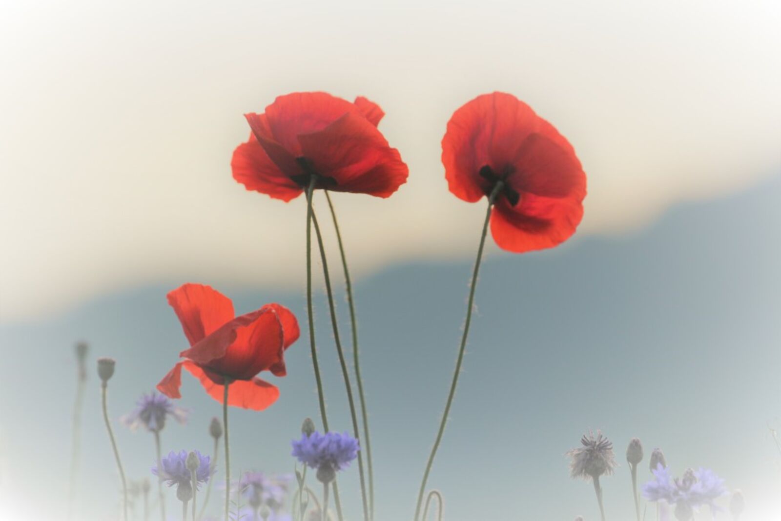 Canon EOS 60D sample photo. Poppy, flowers, red photography