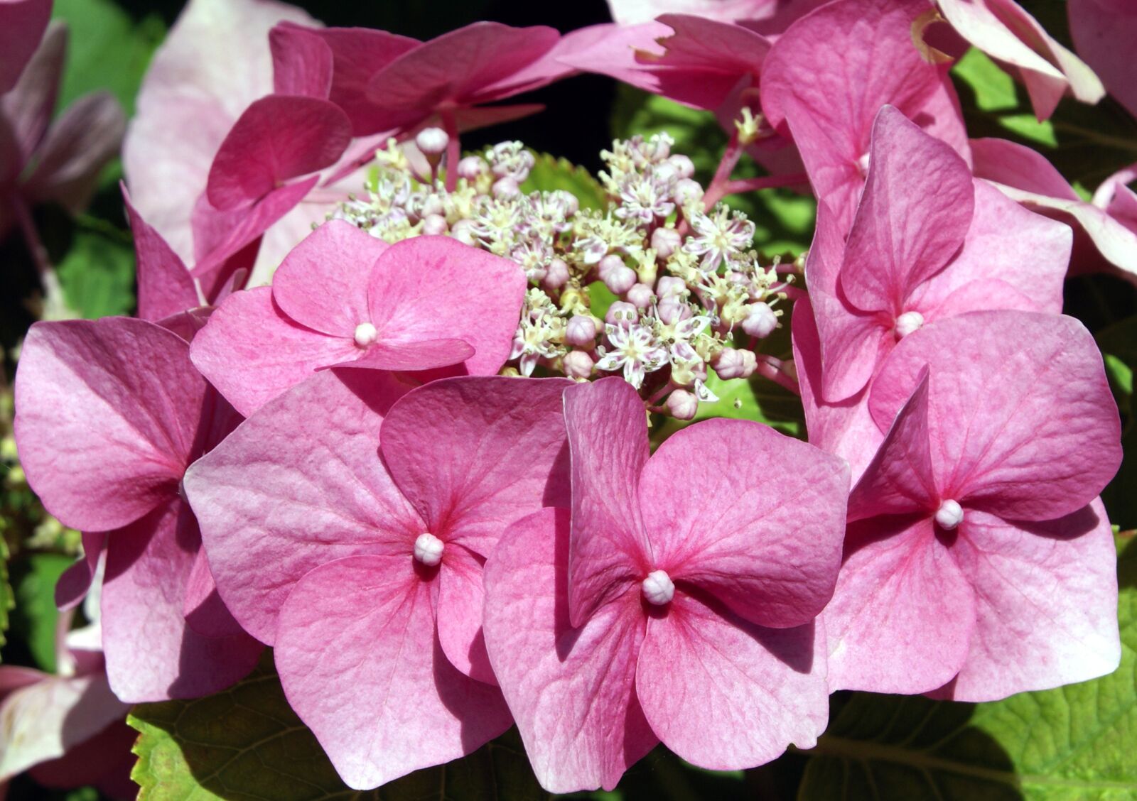 Sony Alpha DSLR-A100 sample photo. Hydrangea, flower, pink photography