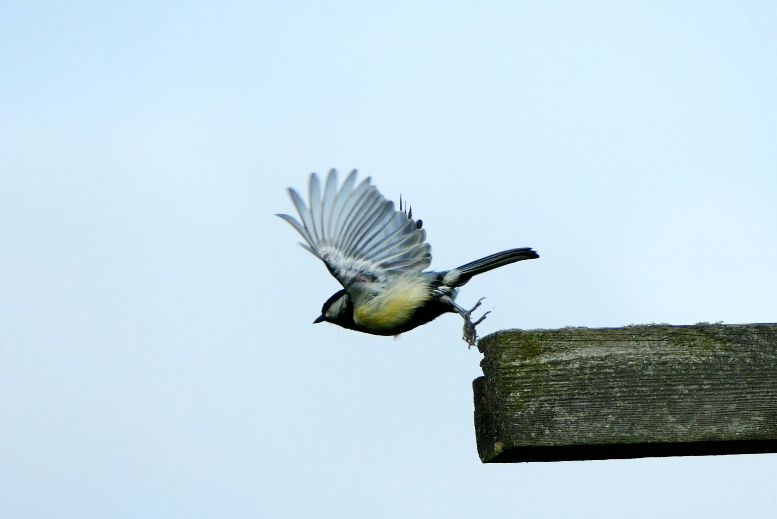 Panasonic Lumix DMC-FZ1000 sample photo. Tit, garden, bird photography