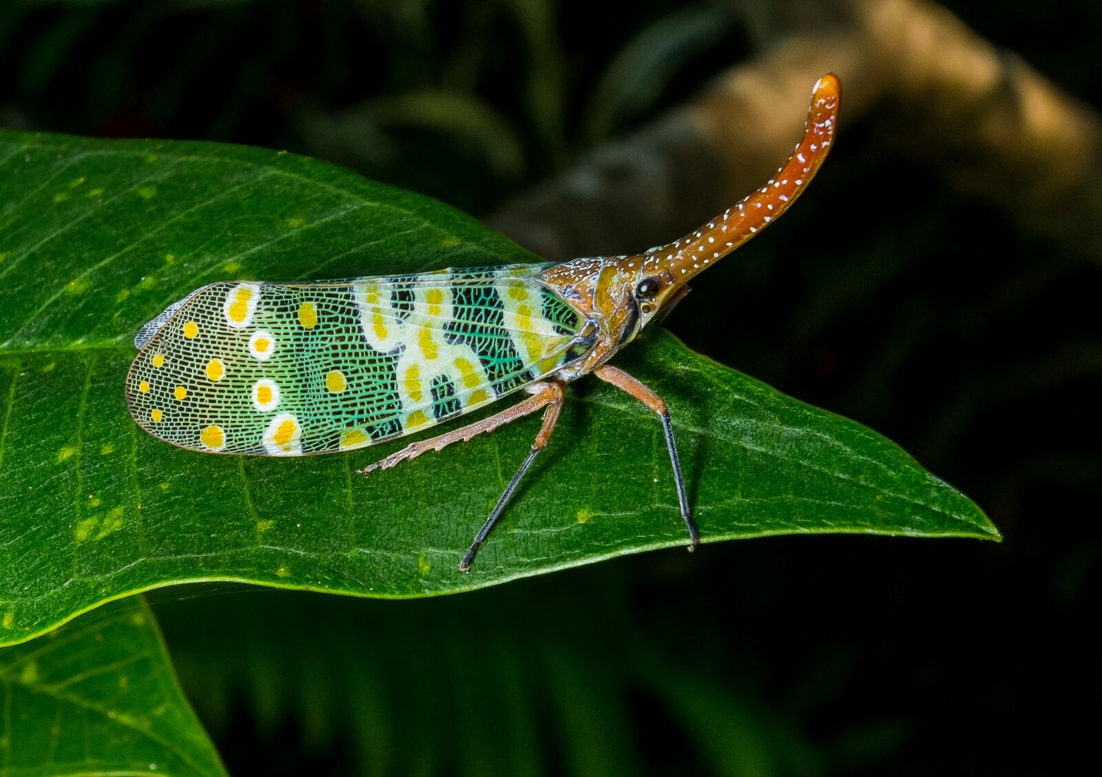 Fujifilm X-S1 sample photo. Canthigaster cicada, fulgoromorpha, insect photography
