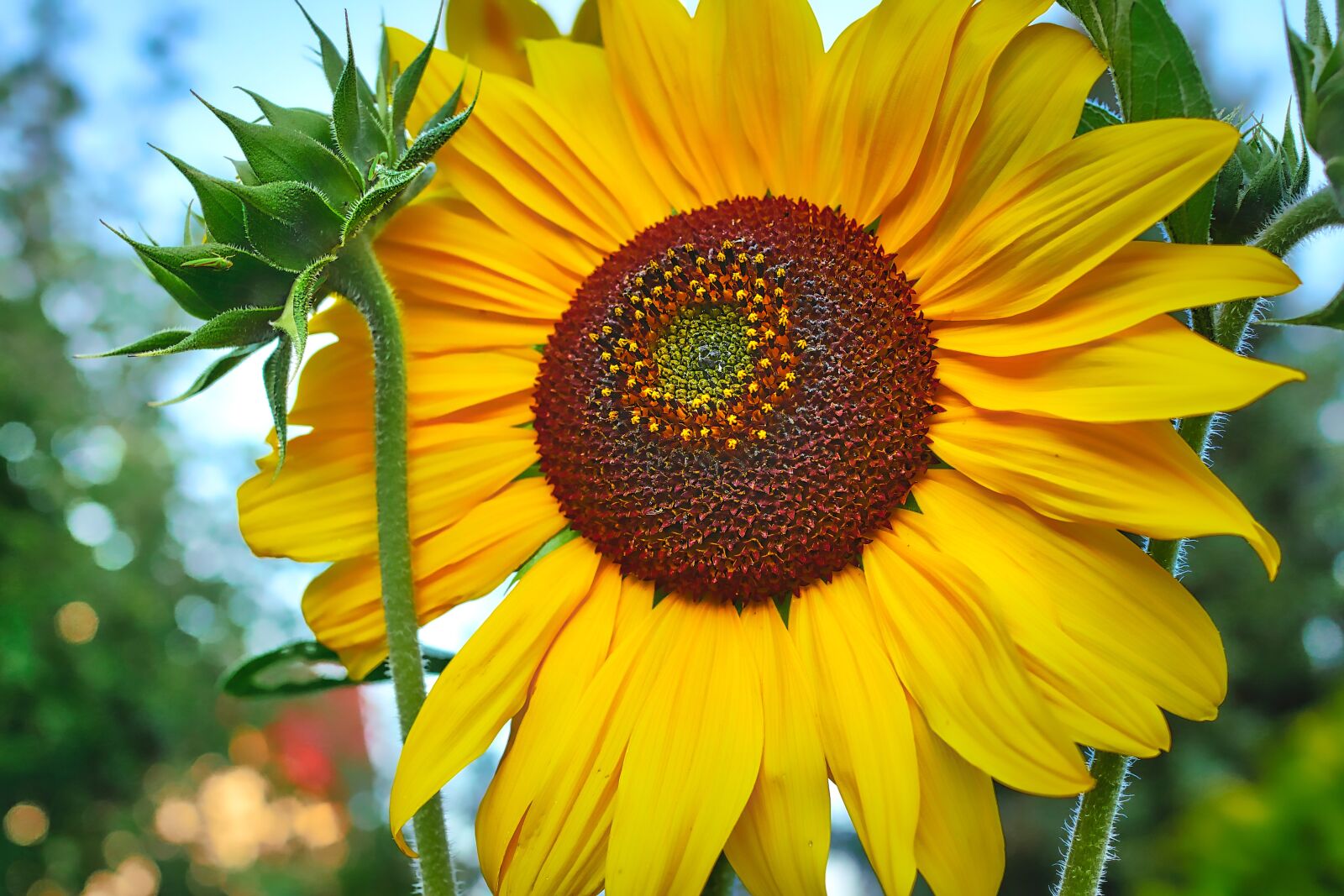 Panasonic Lumix DMC-GX8 sample photo. Sunflower, bud, summer photography