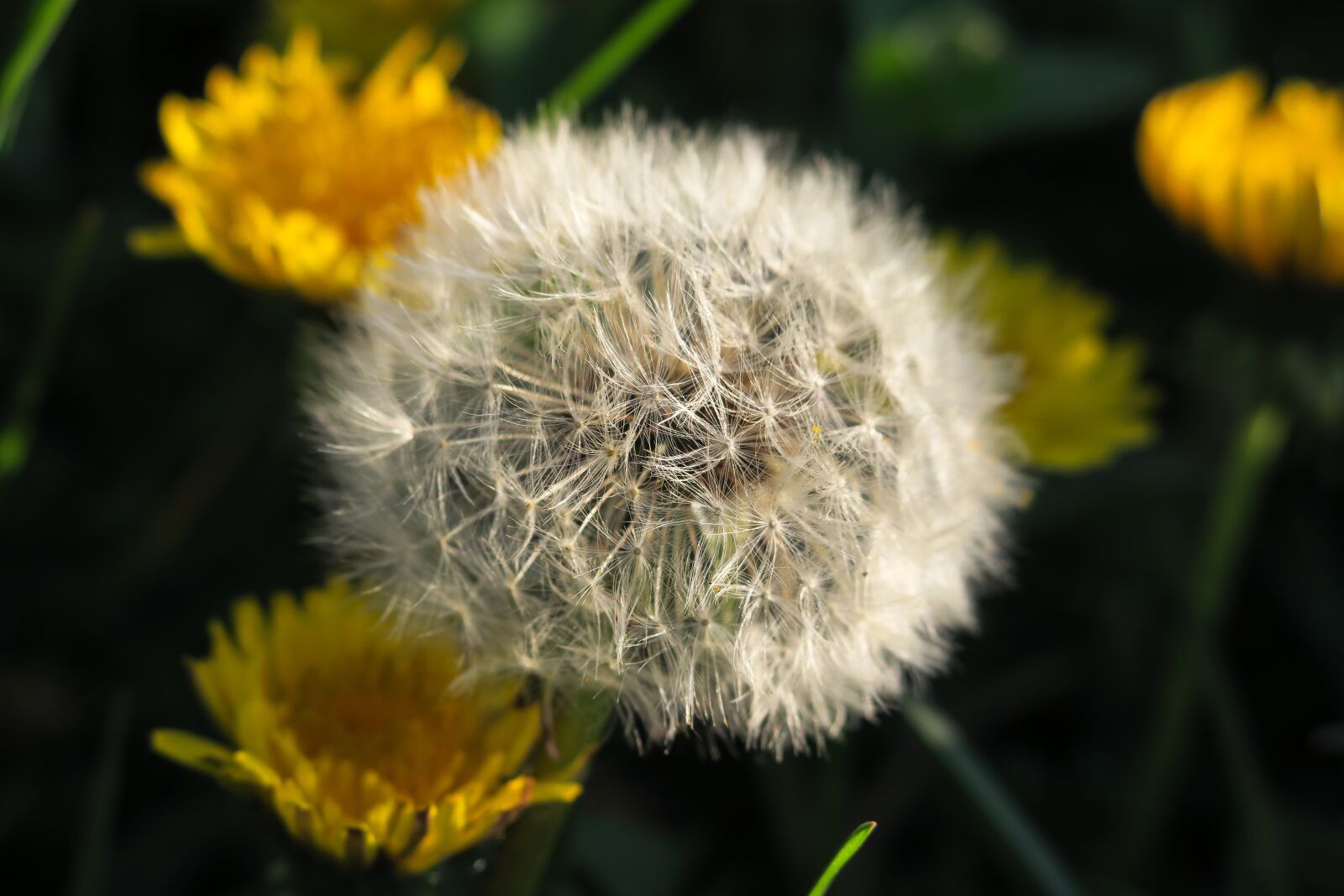 Canon PowerShot G3 X sample photo. Dandelion, blossom, bloom photography