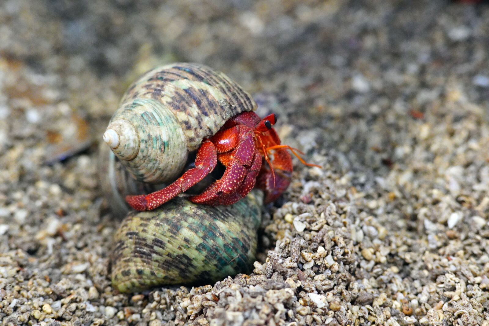 Canon EF 300mm F4L IS USM sample photo. Crab, clam, sea photography