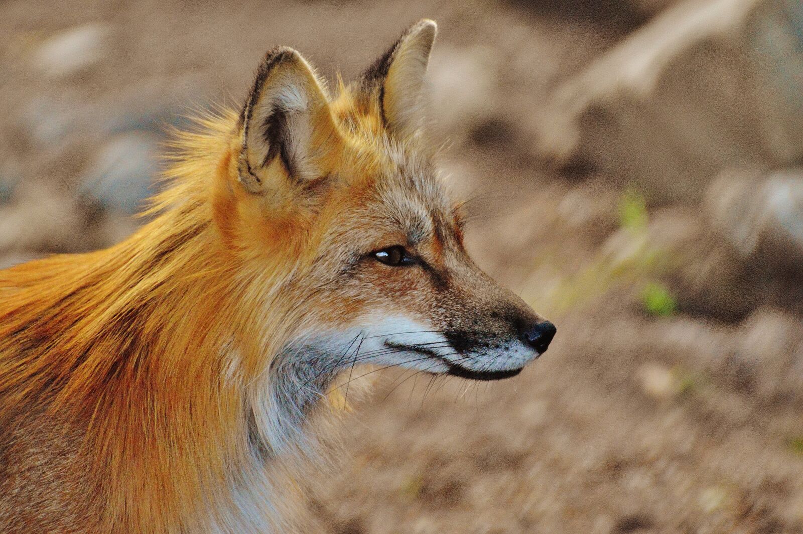 Nikon D3200 sample photo. Fuchs, wild animal, predator photography