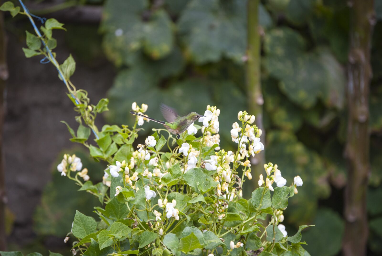 Nikon D60 sample photo. Field, hummingbird, nature photography
