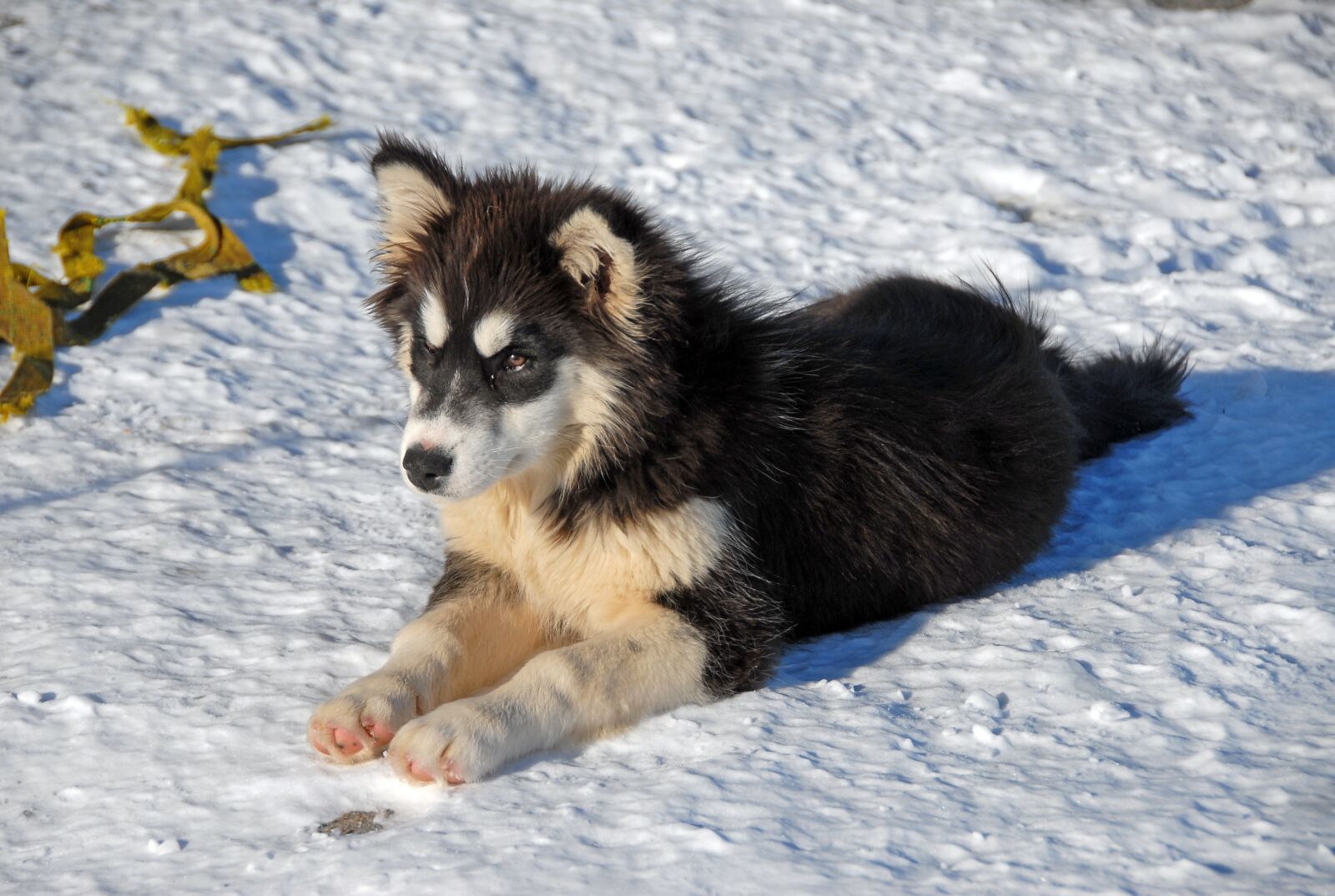 Nikon D200 sample photo. Greenland, greenland dog, dog photography