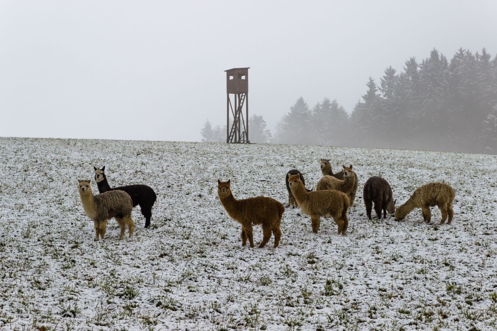 Canon EOS 600D (Rebel EOS T3i / EOS Kiss X5) sample photo. Alpaca, winter, snow photography
