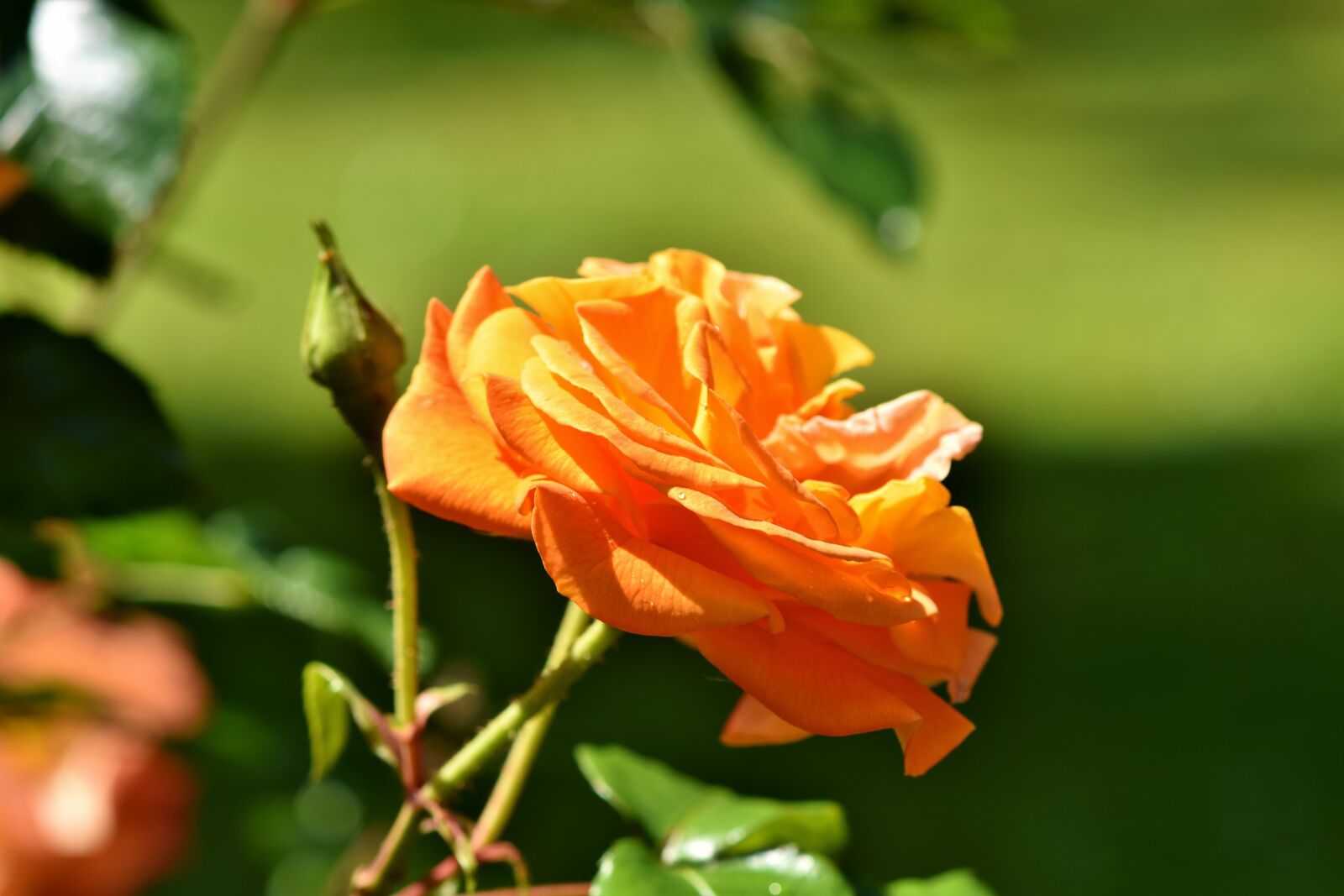 Nikon D7200 sample photo. Rose, rose bloom, pale photography