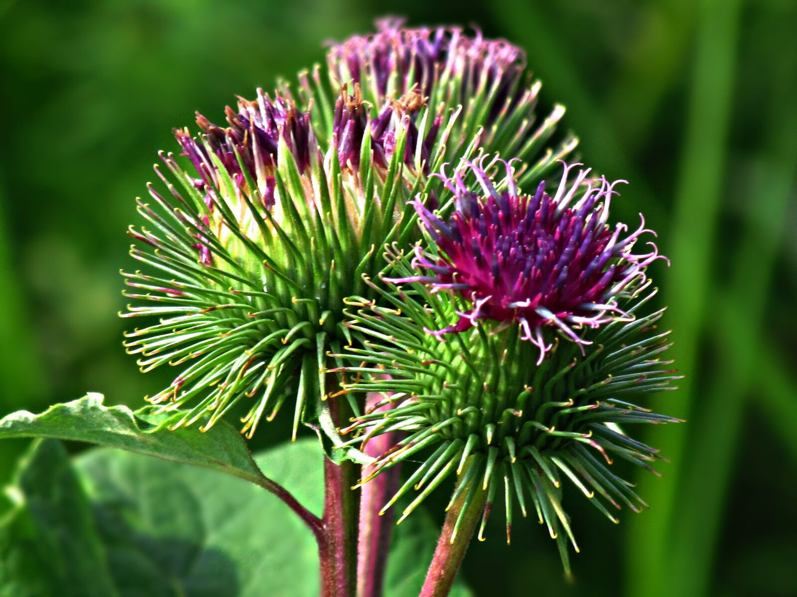 Canon PowerShot SX30 IS sample photo. Thistle, bur, plant photography