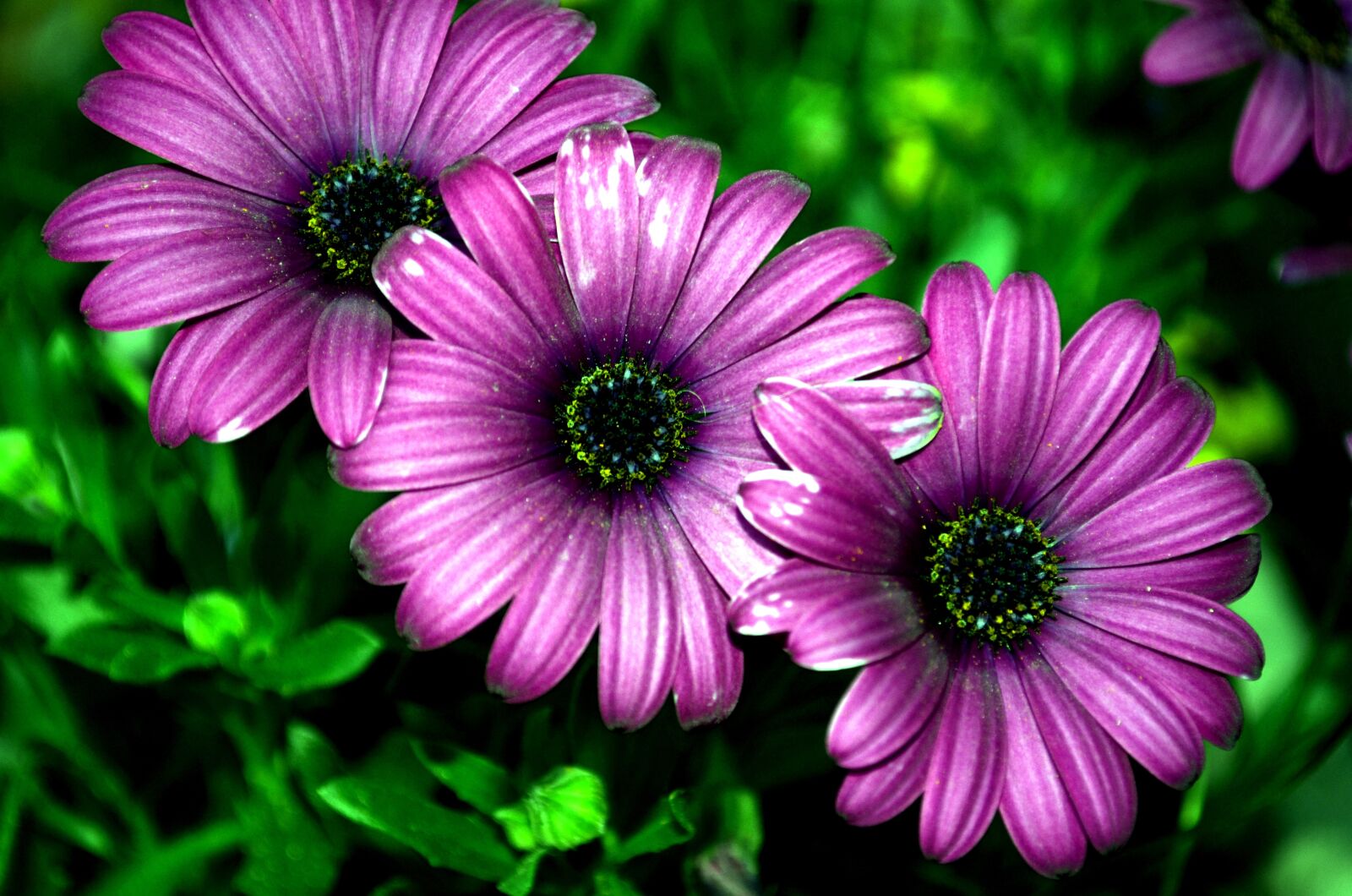 Nikon D5100 sample photo. Flower, plant, nature photography