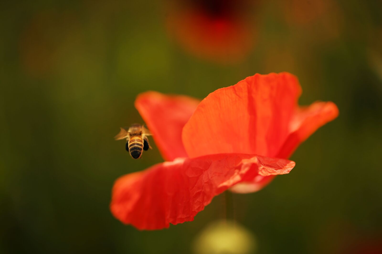 Canon EOS-1D X + Canon EF 100mm F2.8L Macro IS USM sample photo. Honey, red poppy flower photography