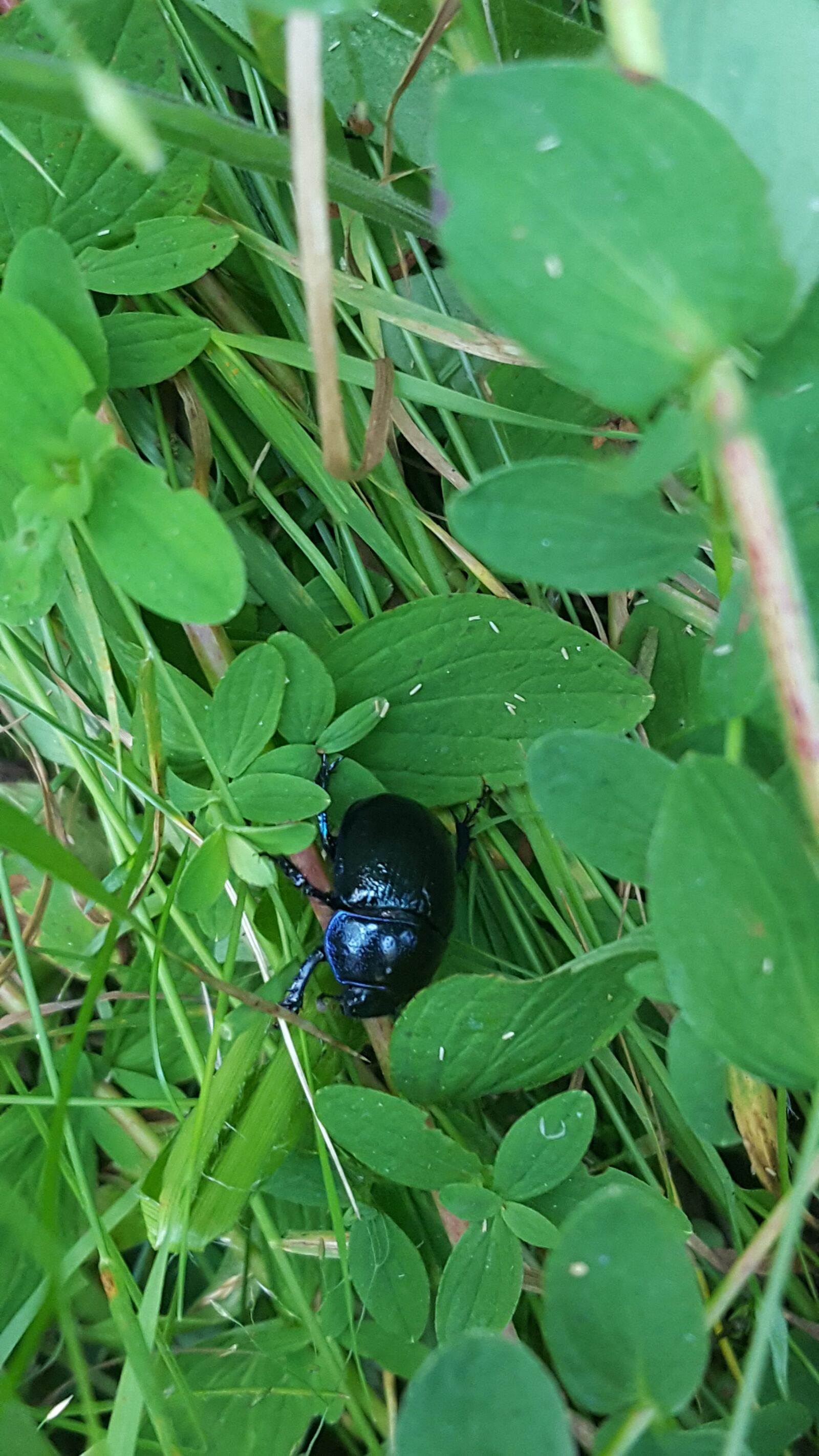 Samsung GALAXY S6 edge sample photo. Grass, beetle, nature photography