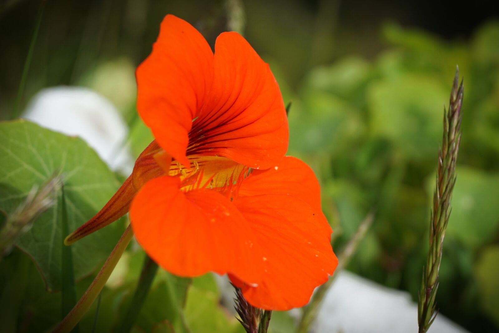 Sony a6000 sample photo. Flower, orange, edible photography