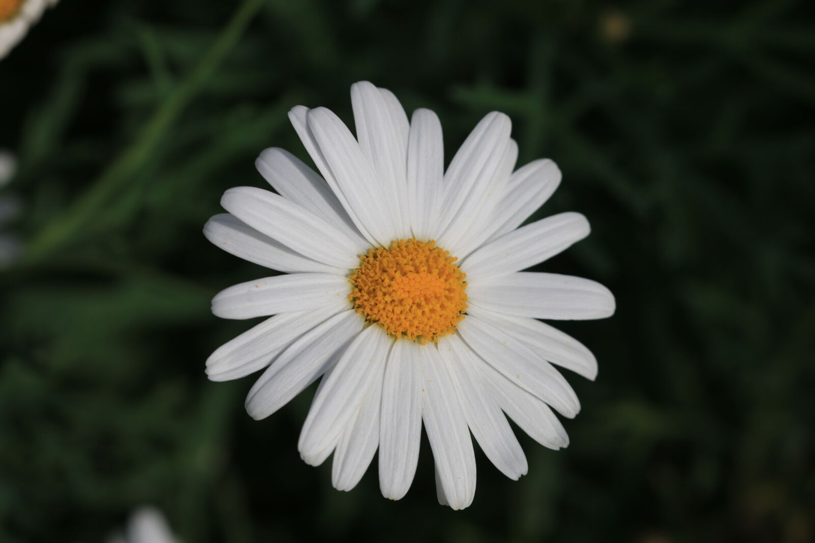 Canon EOS 70D + Canon EF 100mm F2.8 Macro USM sample photo. Daisy, white, flower photography