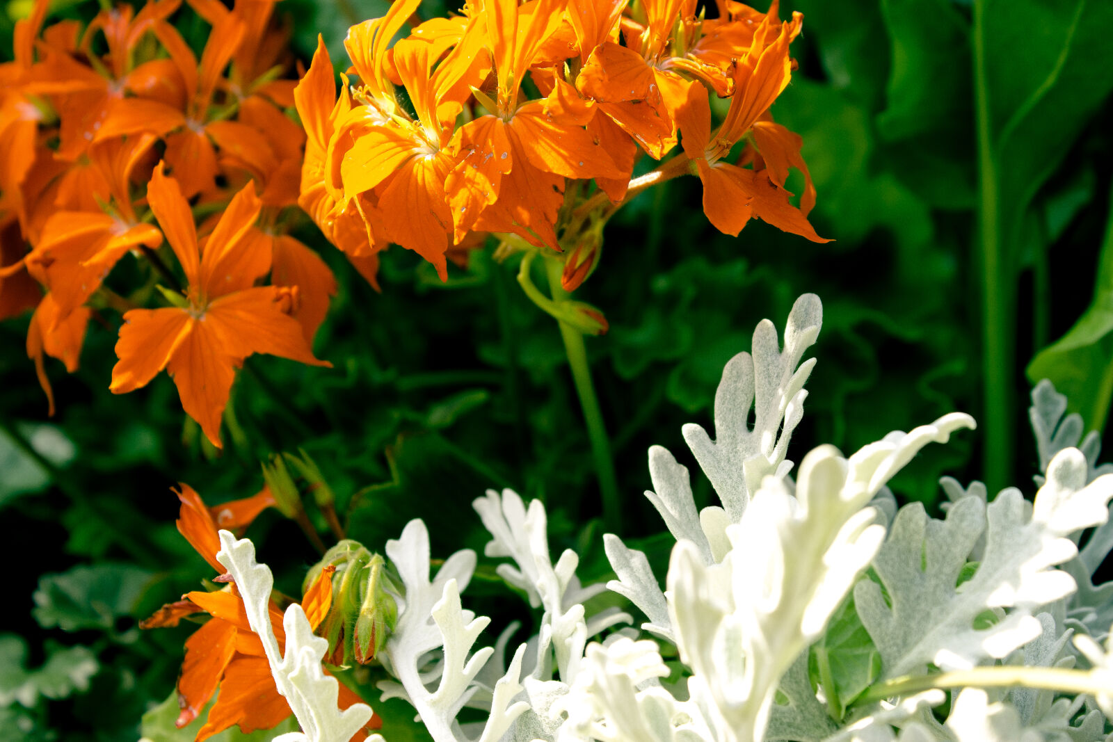 Canon EOS 600D (Rebel EOS T3i / EOS Kiss X5) sample photo. Contrast, flowers, orange, summer photography