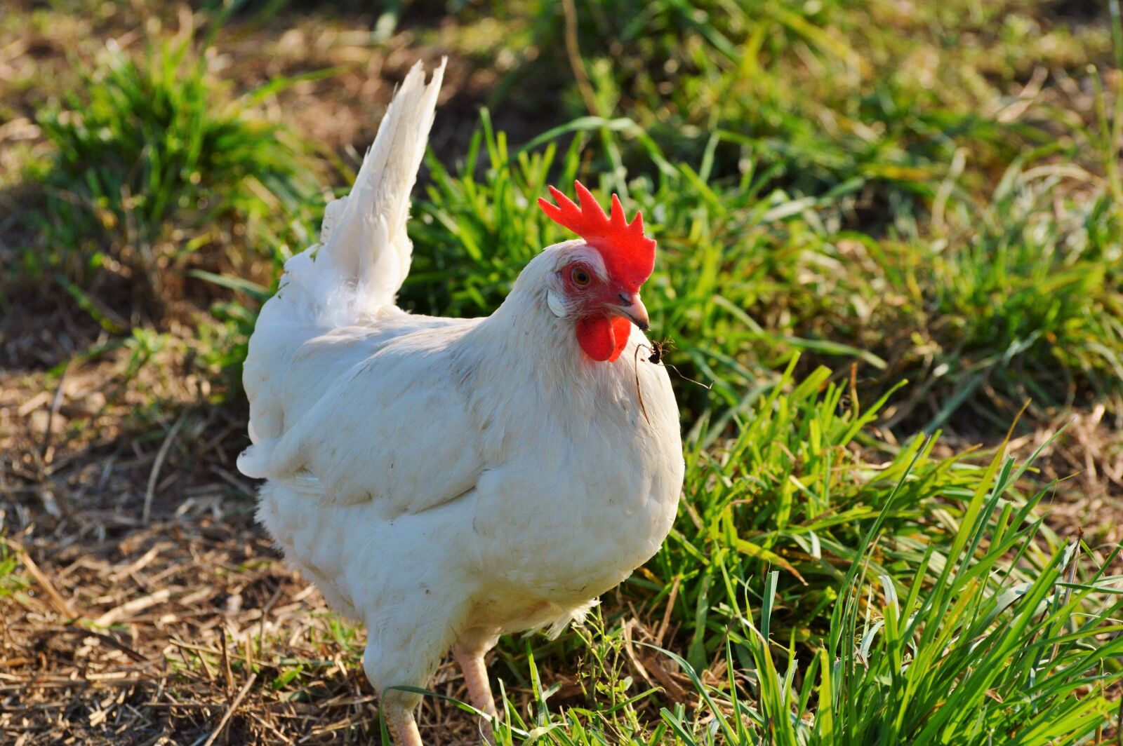 Nikon D3200 sample photo. Chicken, hen, poultry photography