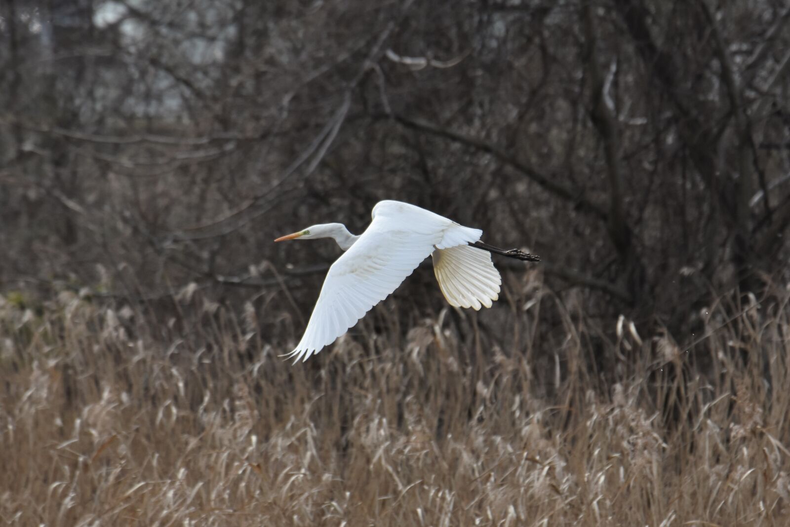 Nikon D7200 sample photo. Animal, river, waterside photography