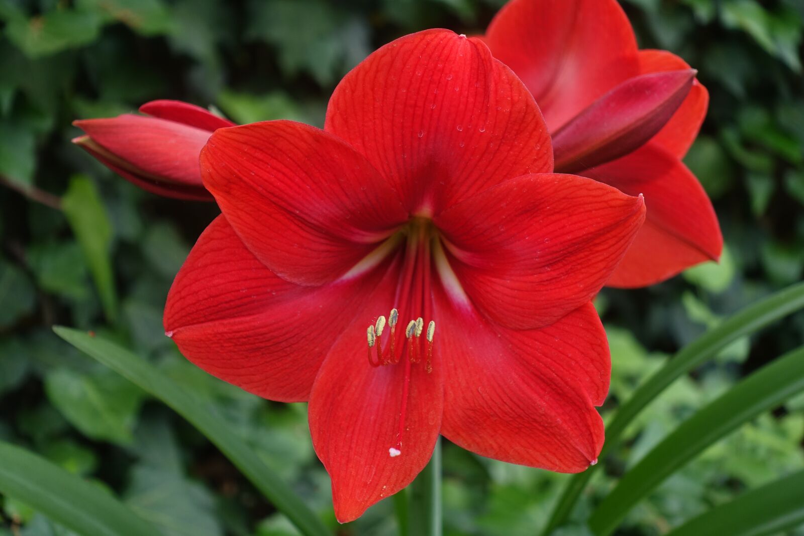 Sony Cyber-shot DSC-RX100 III sample photo. Red, flower, nature photography