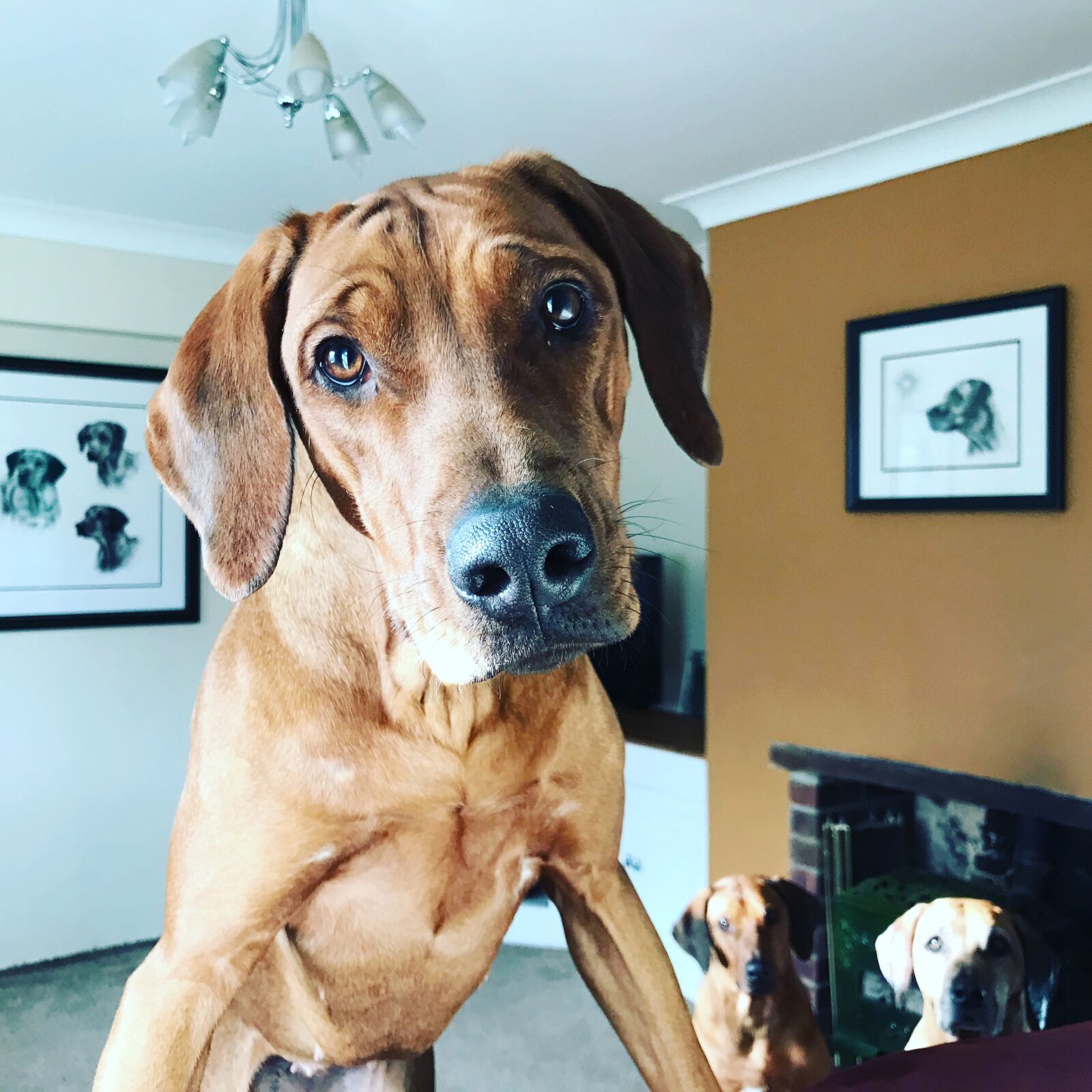 iPhone 7 Plus back dual camera 3.99mm f/1.8 sample photo. Rhodesian, ridgeback dog, hound photography
