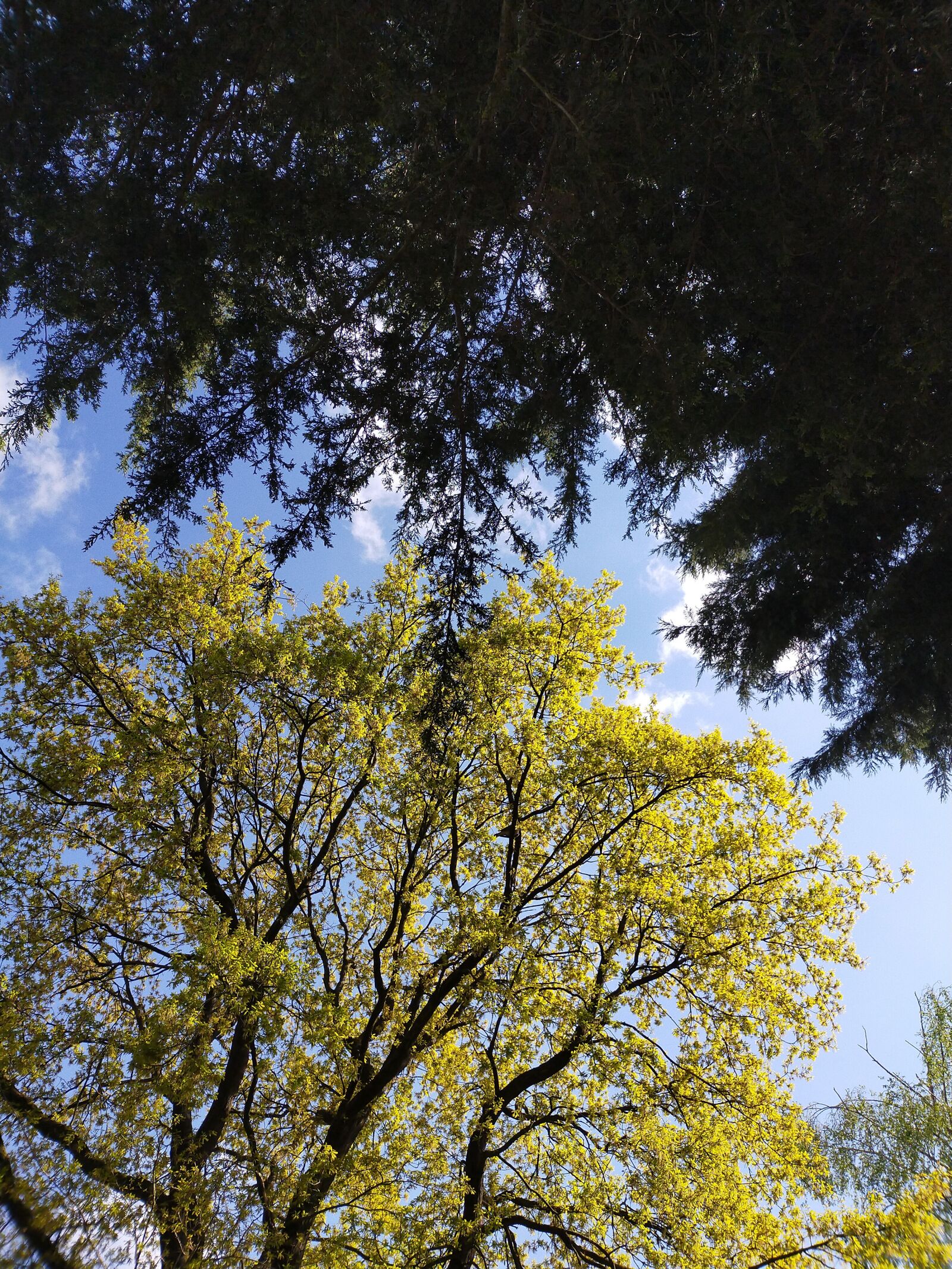 OPPO A9 2020 sample photo. Trees, oak, pine photography