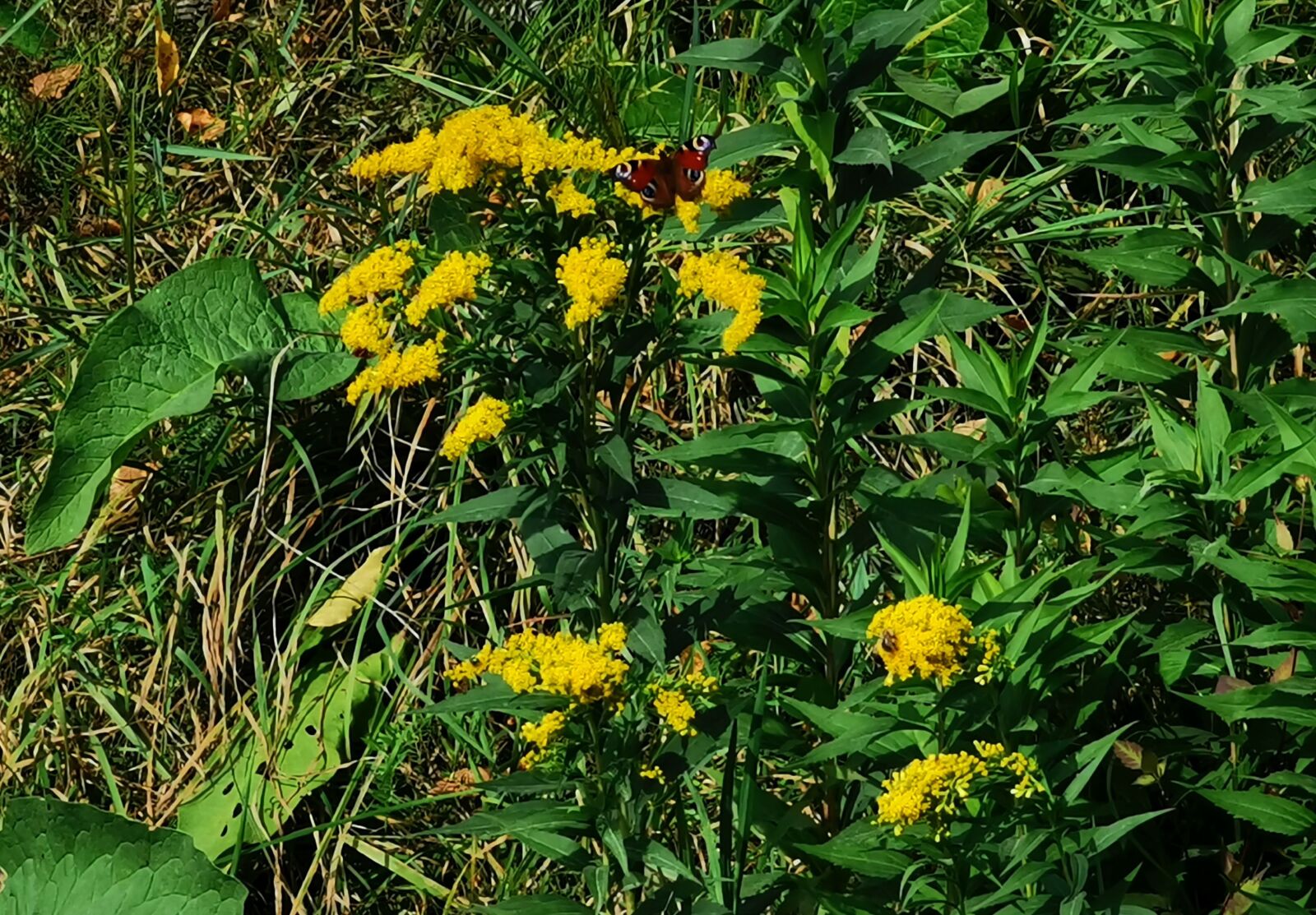 HUAWEI VOG-L29 sample photo. Nature, landscape, poland photography