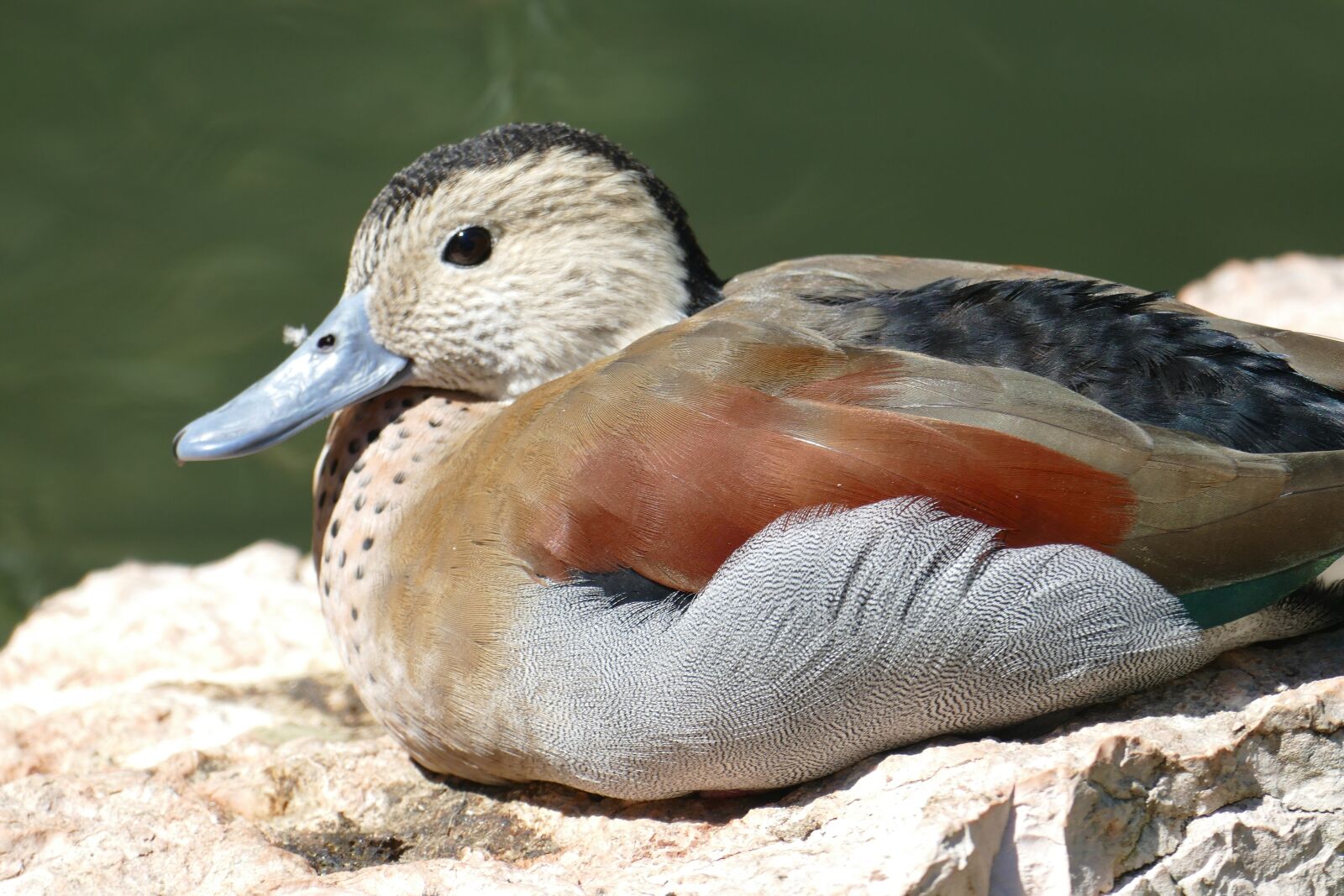 Panasonic Lumix DMC-FZ1000 sample photo. Pond, duck, mandarin ducks photography