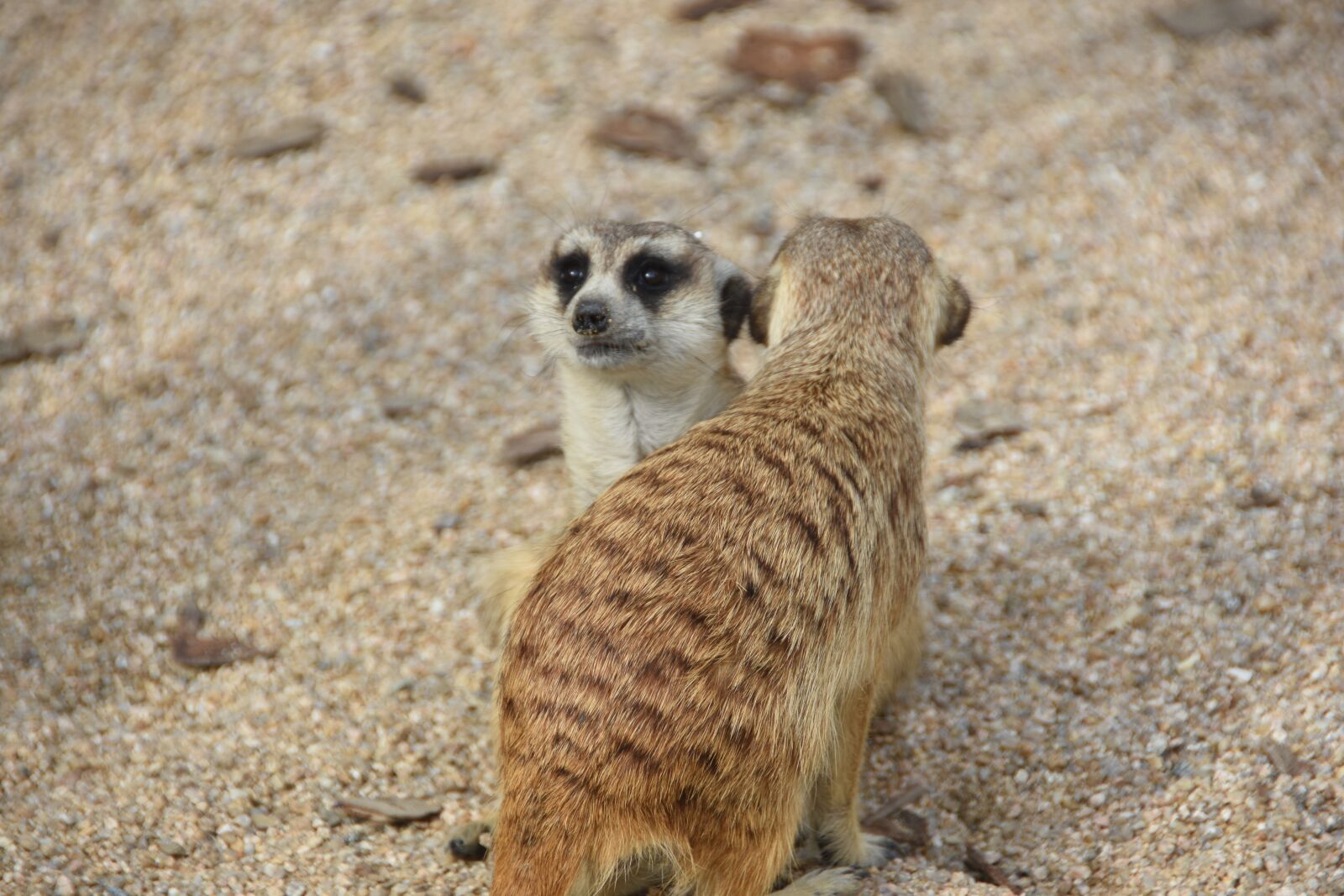 Nikon D7200 sample photo. Zoo, the spectator, u photography