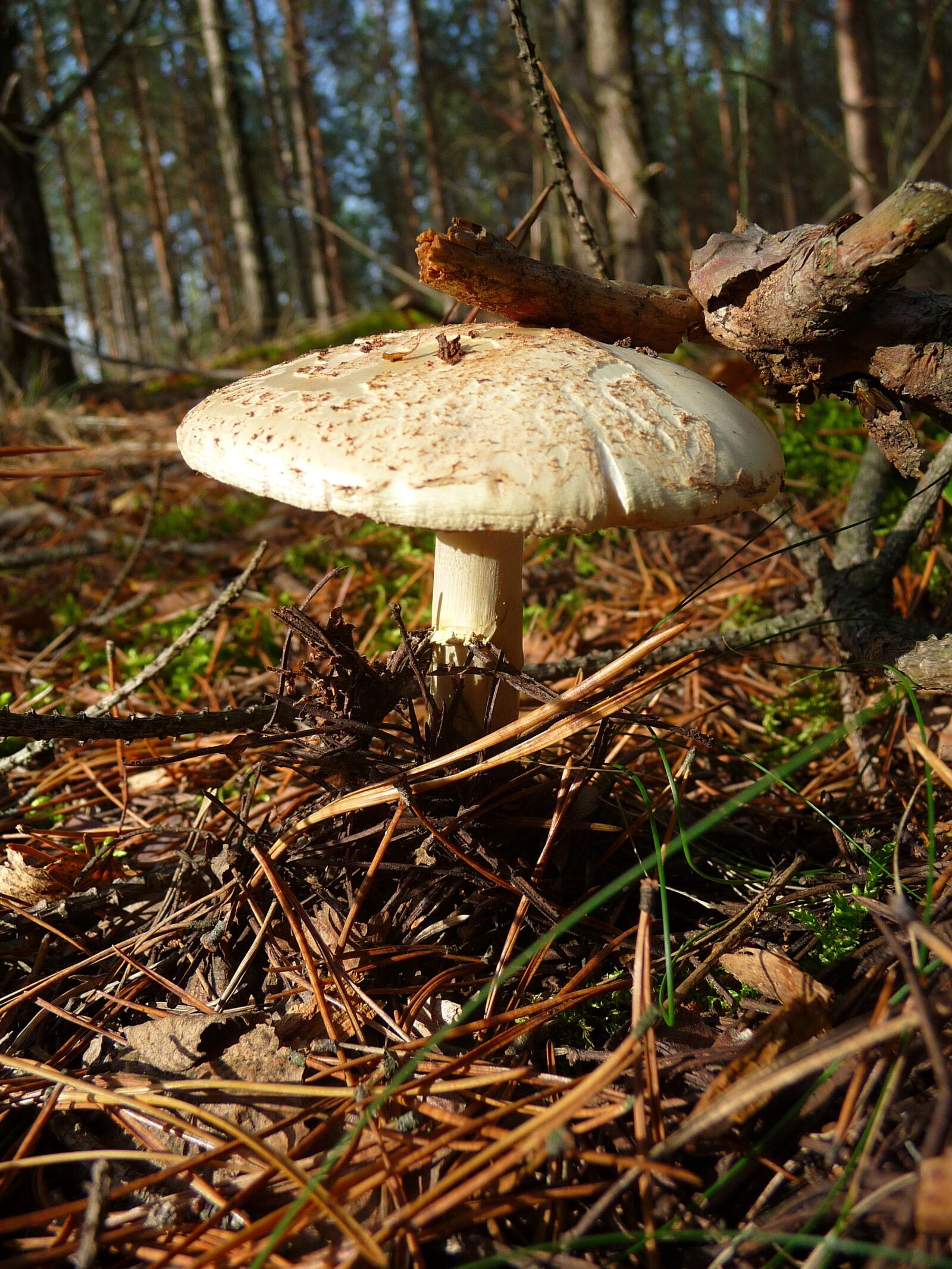 Panasonic Lumix DMC-TZ4 sample photo. Mushroom, mushrooms, forest photography