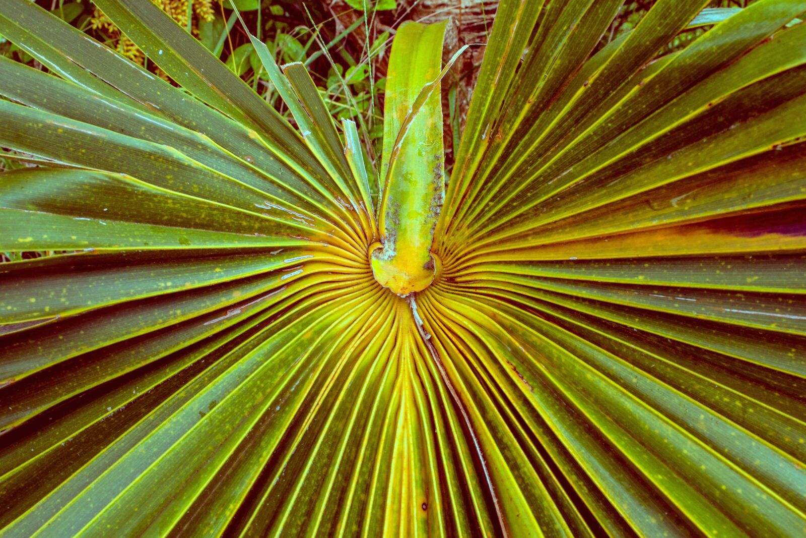 Nikon D5200 sample photo. Tropical herb, bush, leaf photography