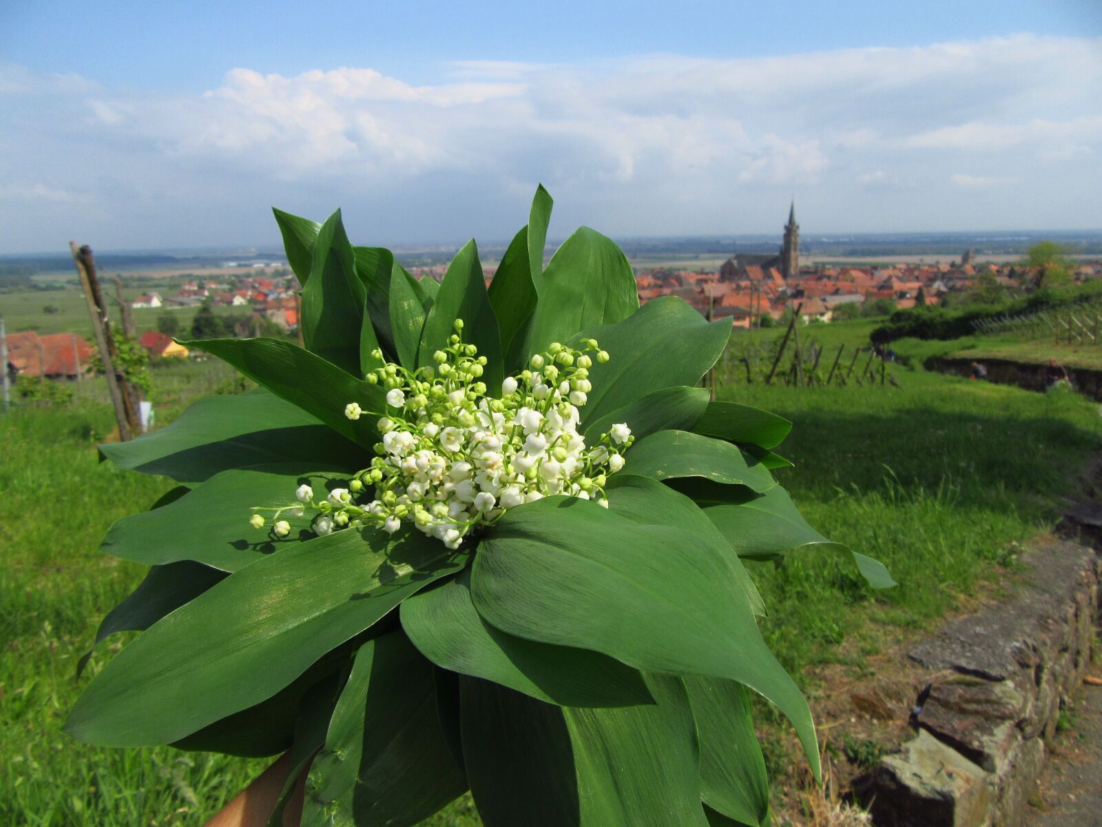 Canon PowerShot SX610 HS sample photo. Lily of the valley photography