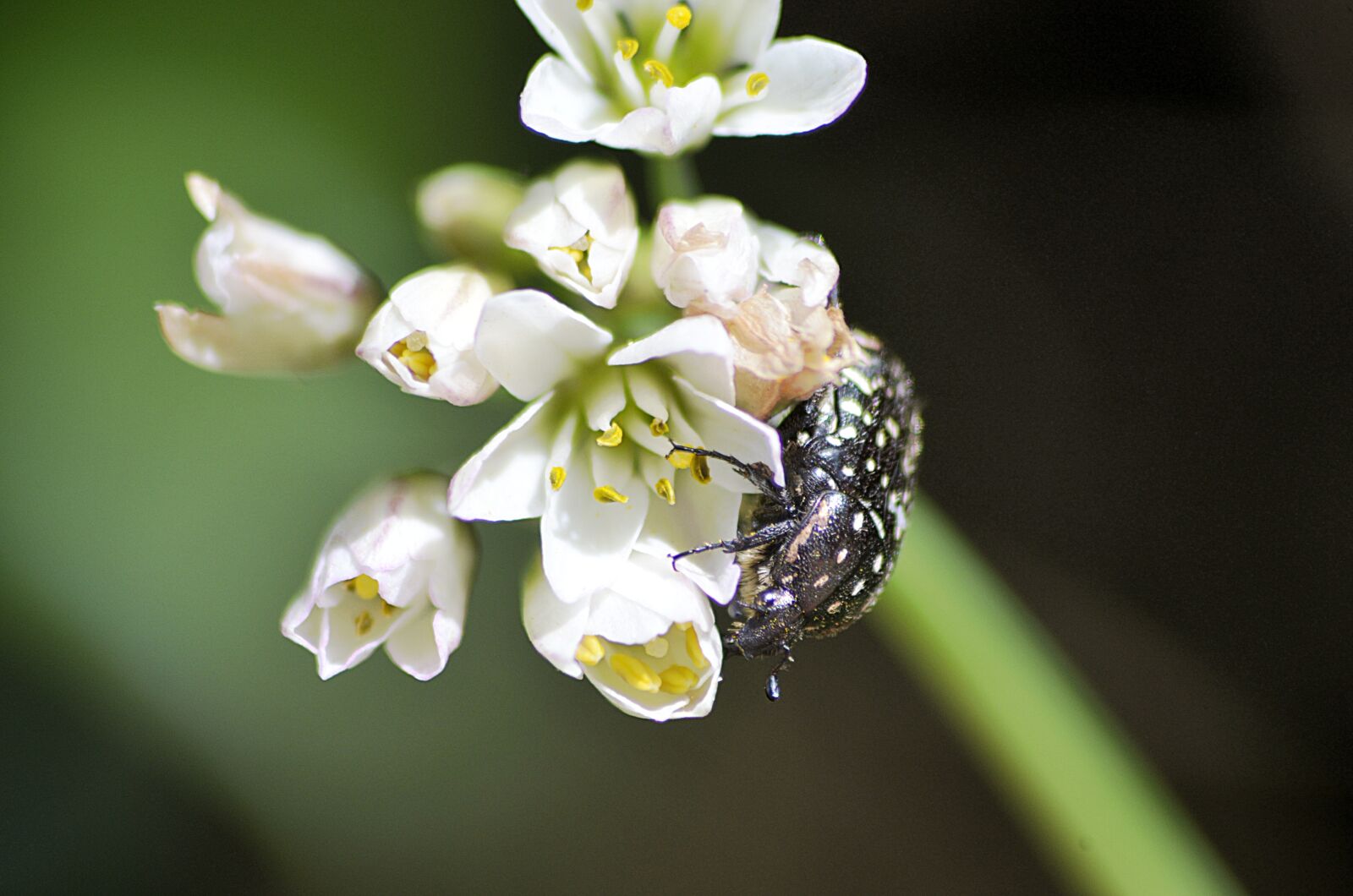 Nikon D5100 sample photo. Scarab, insect, nature photography