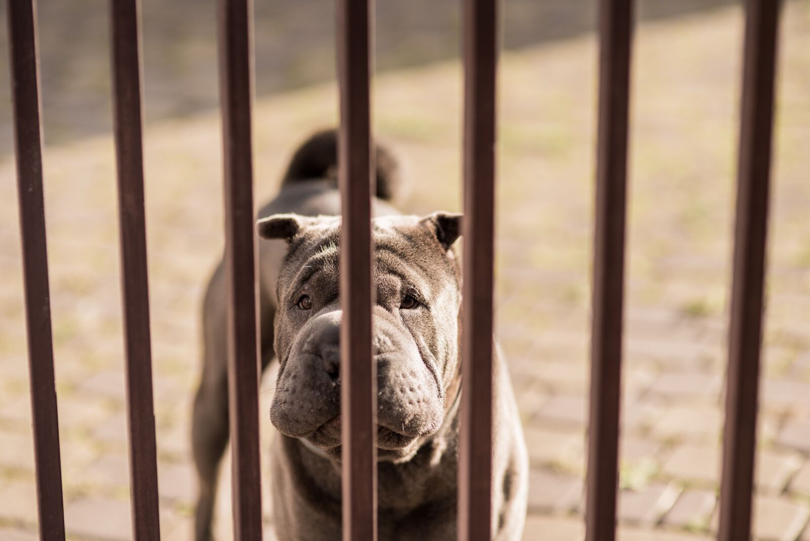 Nikon D750 sample photo. Shar pei, dog, pet photography