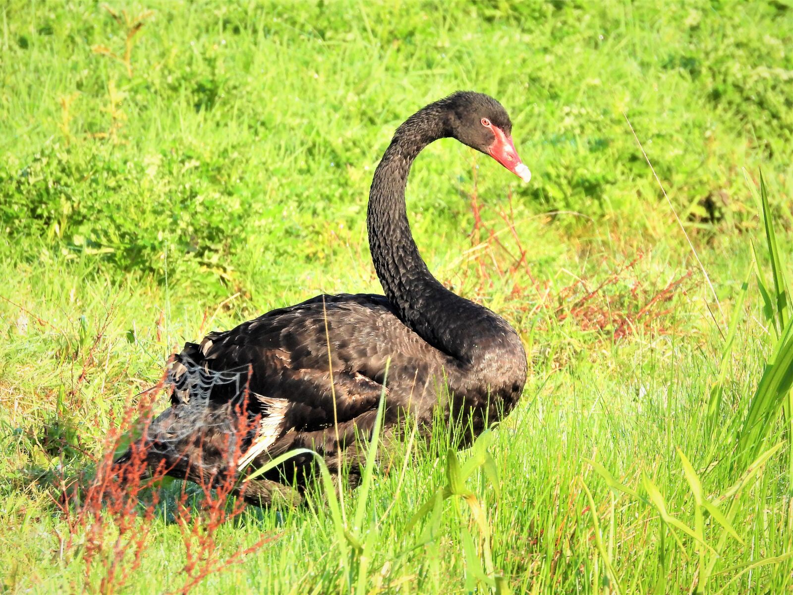 Nikon Coolpix P1000 sample photo. Black swan, waterfowl, bird photography