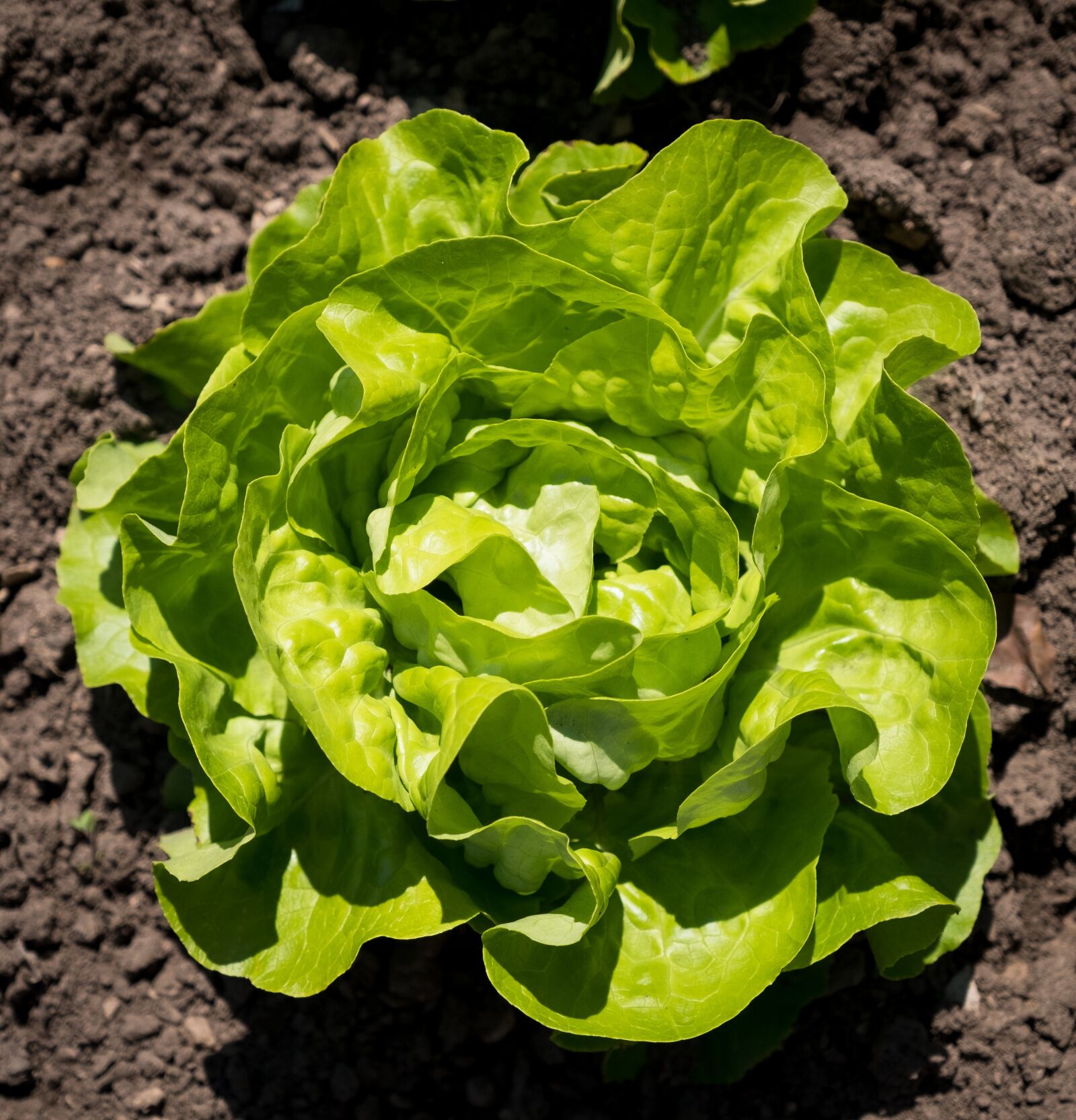 Fujifilm X-T2 sample photo. Salad, lettuce, spring photography