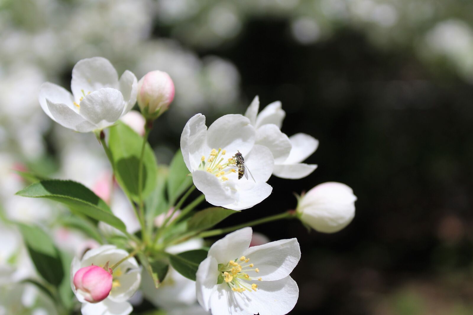 Canon EOS 1200D (EOS Rebel T5 / EOS Kiss X70 / EOS Hi) sample photo. Bee, dogwood, flower, pollen photography