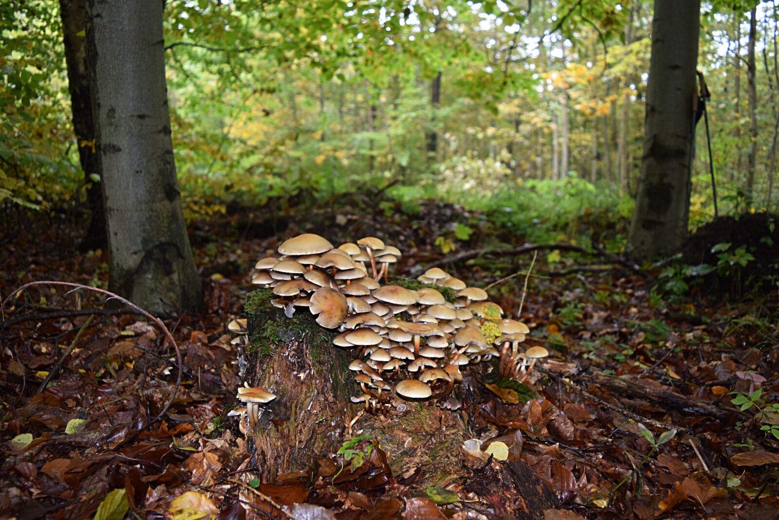 Nikon D3300 sample photo. Tree fungus, autumn, tribe photography