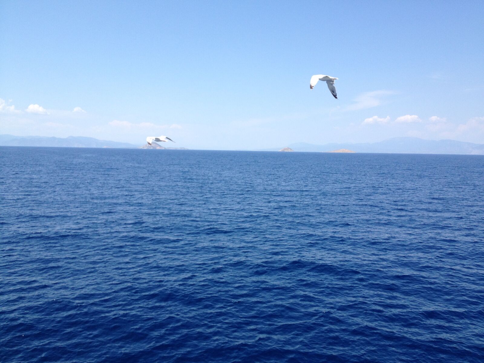 iPhone 4S back camera 4.28mm f/2.4 sample photo. Seagull, sea, bird photography