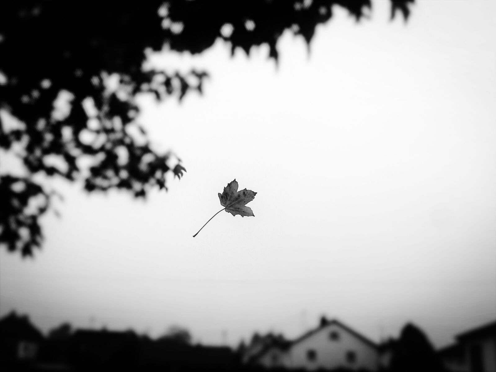 Samsung Galaxy S3 Mini sample photo. Autumn, leaf, fall foliage photography
