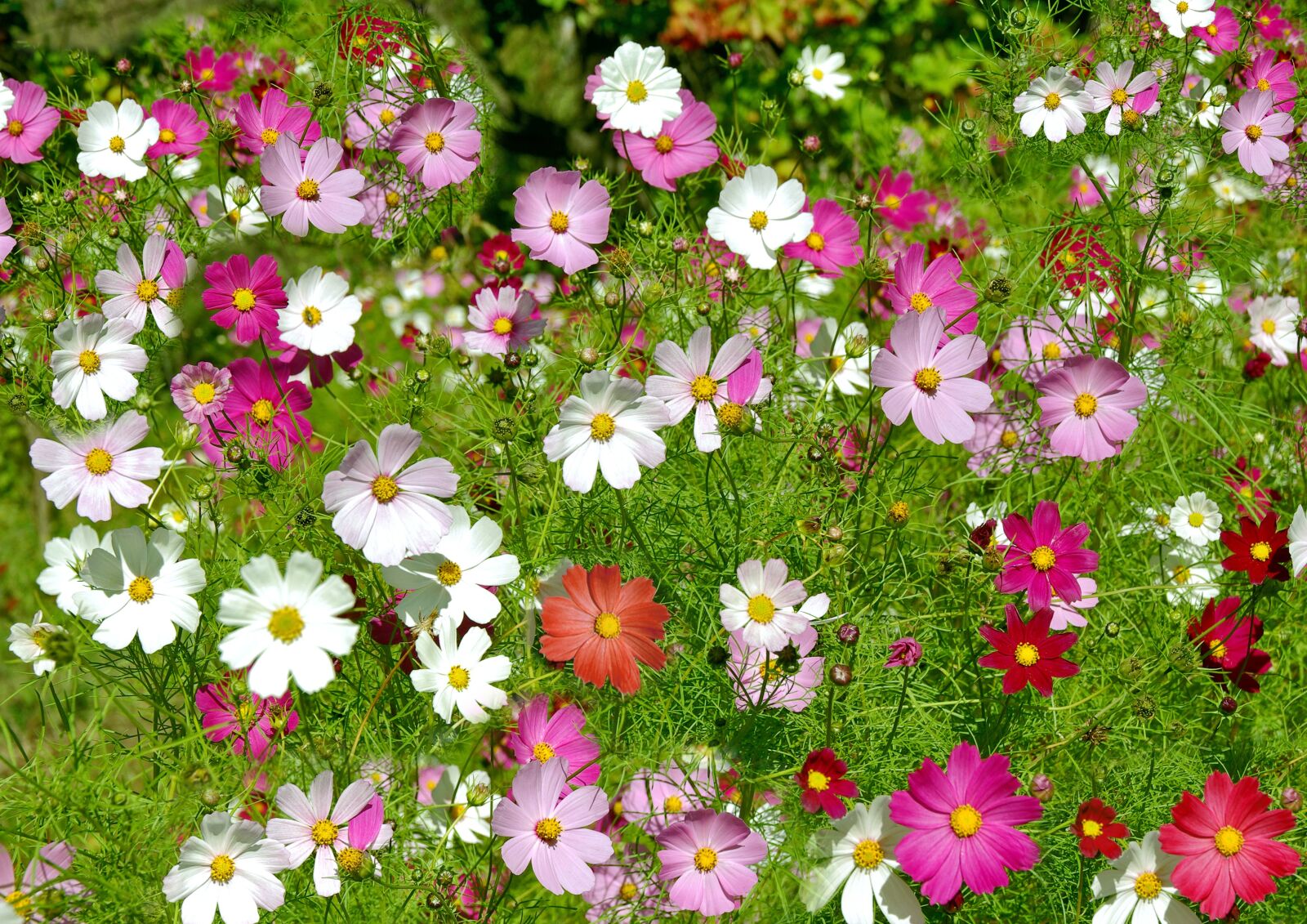 Samsung GX-10 sample photo. Flowers, cosmos flowers, summer photography
