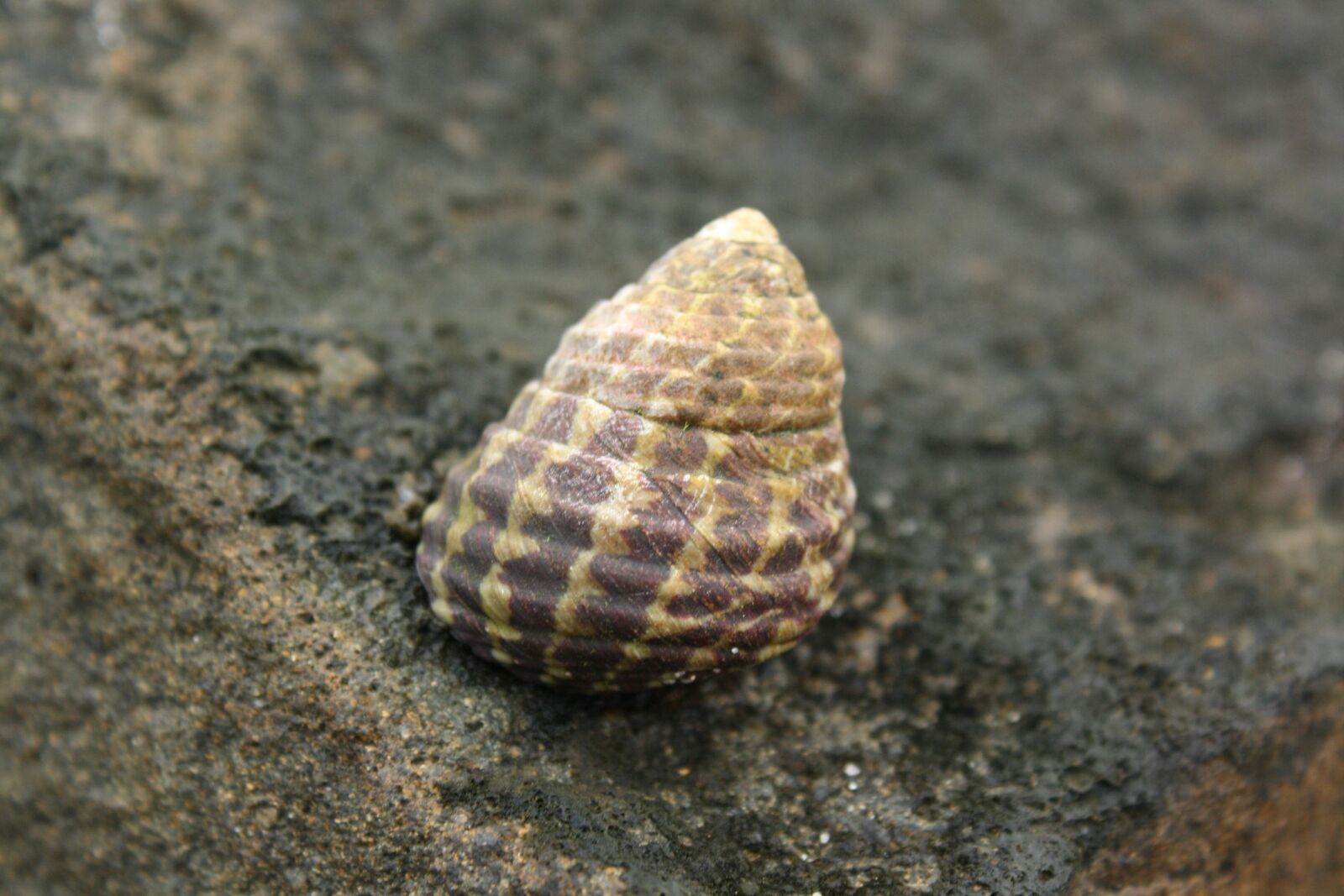 Canon EOS 1000D (EOS Digital Rebel XS / EOS Kiss F) sample photo. Mollusc, shell, australia photography