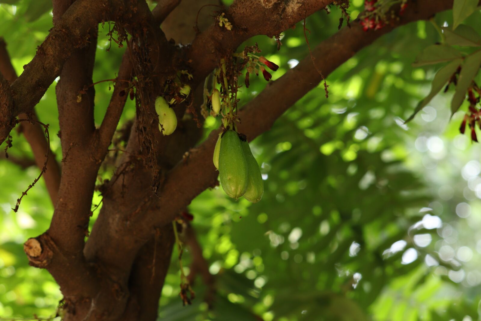 Canon EOS 250D (EOS Rebel SL3 / EOS Kiss X10 / EOS 200D II) sample photo. Bilimbi, fruit, kerala photography